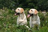 LABRADOR 1243